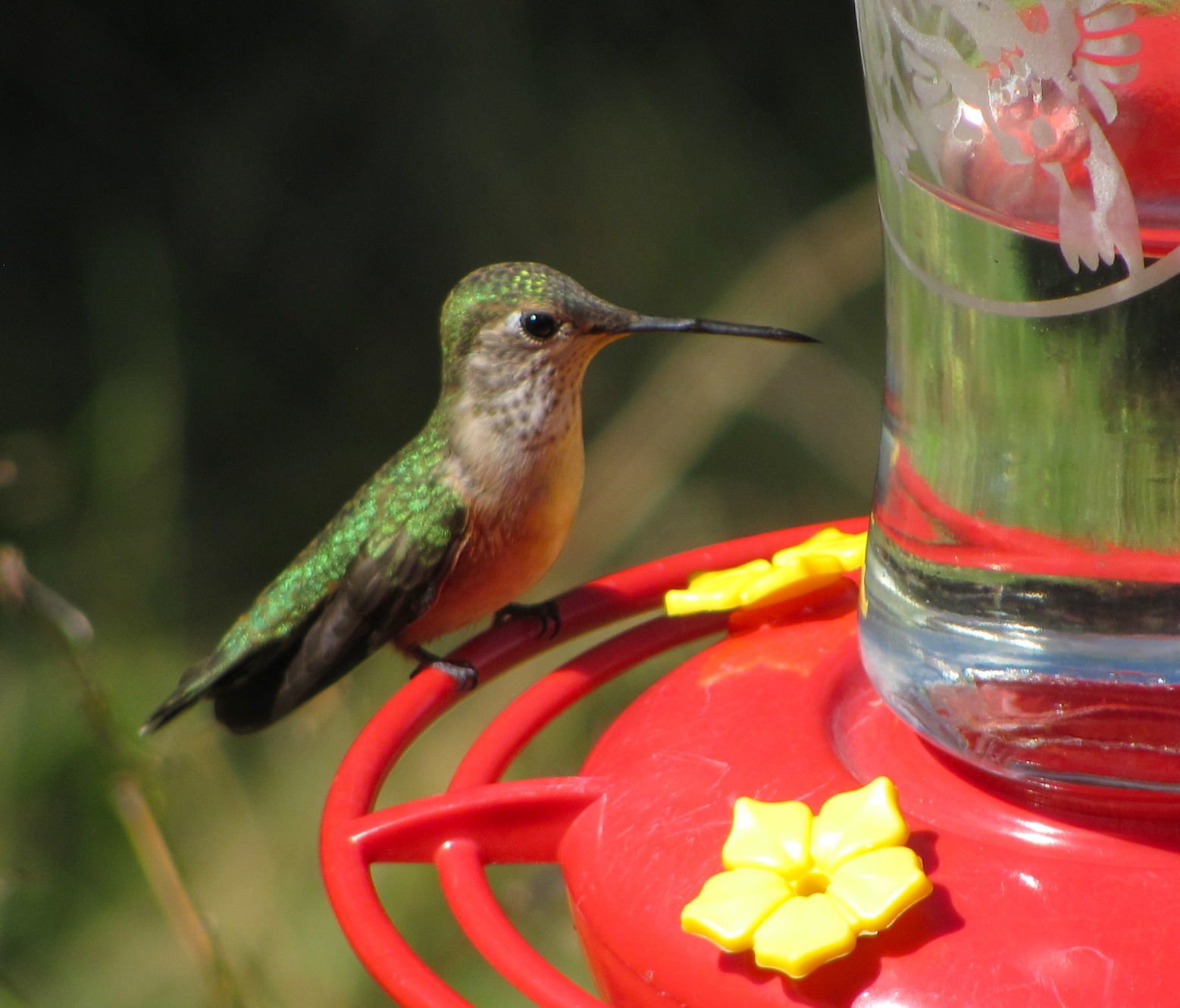 Hummingbird